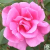 Carefree Beauty™>Heirloom Roses Outlet