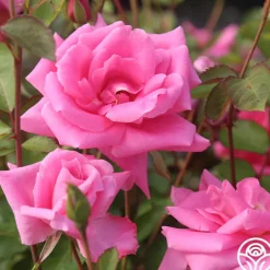 Carefree Beauty™>Heirloom Roses Outlet