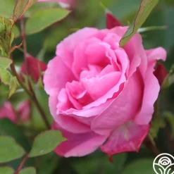 Carefree Beauty™><noscript><img width=