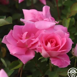 Carefree Beauty™><noscript><img width=