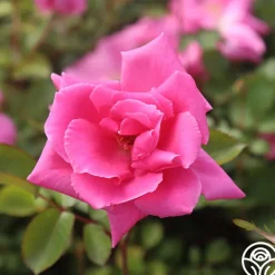 Carefree Beauty™><noscript><img width=