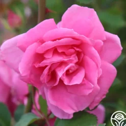 Carefree Beauty™><noscript><img width=