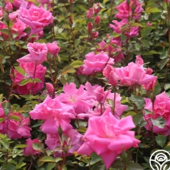 Carefree Beauty™><noscript><img width=
