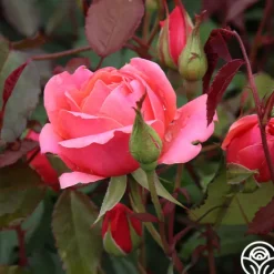 Carefree Celebration>Heirloom Roses Outlet