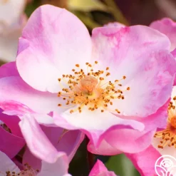 Carefree Delight®>Heirloom Roses New