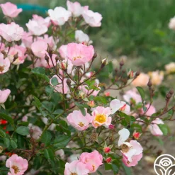Carefree Delight®><noscript><img width=
