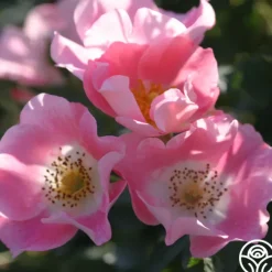 Carefree Delight®><noscript><img width=