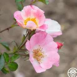 Carefree Delight®><noscript><img width=