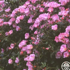 Carefree Delight®><noscript><img width=