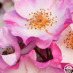 Carefree Delight®><noscript><img width=