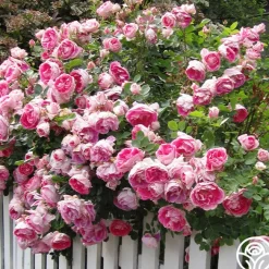 Carefree Wonder™>Heirloom Roses Online