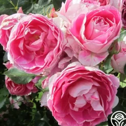 Carefree Wonder™><noscript><img width=