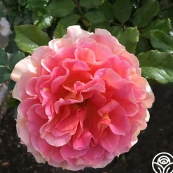 Caribbean Breeze>Heirloom Roses Hot