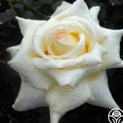 Caroline de Monaco®™>Heirloom Roses Sale