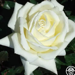 Caroline de Monaco®™>Heirloom Roses Sale