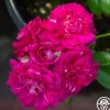 Casimir Moullé>Heirloom Roses New