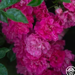 Casimir Moullé><noscript><img width=