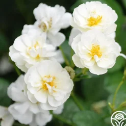 Cassie>Heirloom Roses New