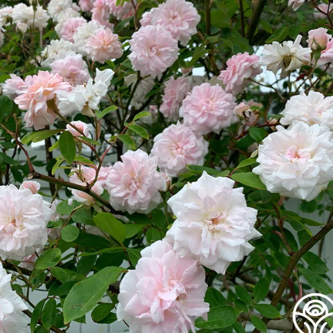Cécile Brünner™>Heirloom Roses Online