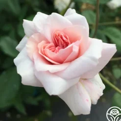 Cécile Brünner™>Heirloom Roses Online