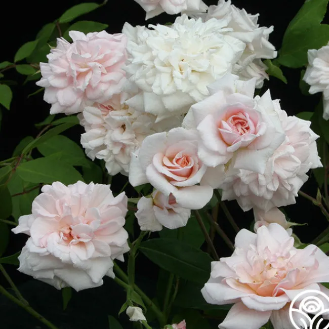 Cécile Brünner™>Heirloom Roses Online