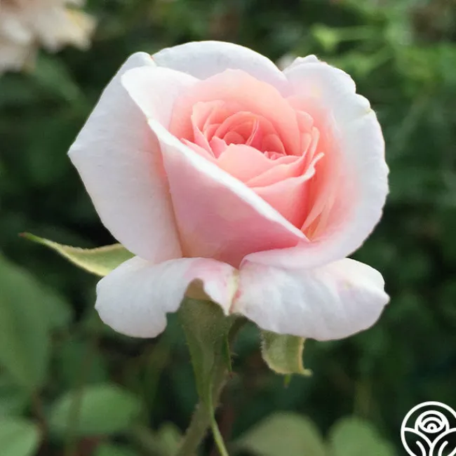 Cécile Brünner™>Heirloom Roses Online