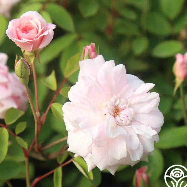 Cécile Brünner™>Heirloom Roses Online
