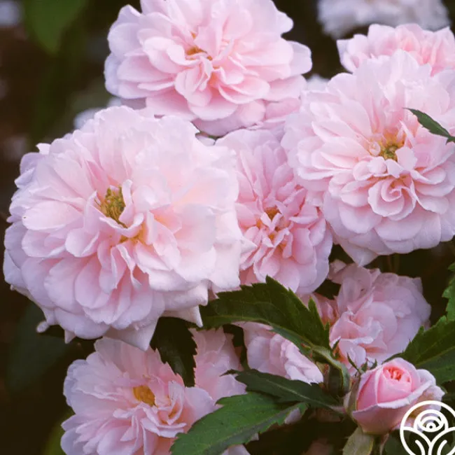 Cécile Brünner™>Heirloom Roses Online