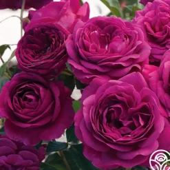 Celestial Night™>Heirloom Roses