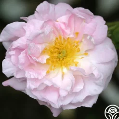 Celsiana>Heirloom Roses Hot