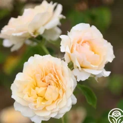 Celtic Pride™>Heirloom Roses Online