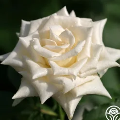Champagne>Heirloom Roses Online