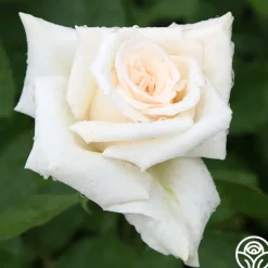 Champagne>Heirloom Roses Online