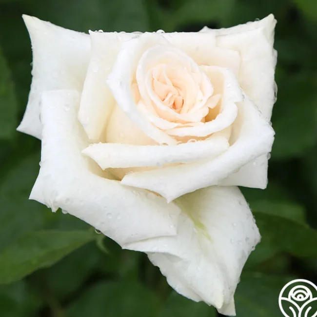 Champagne>Heirloom Roses Online