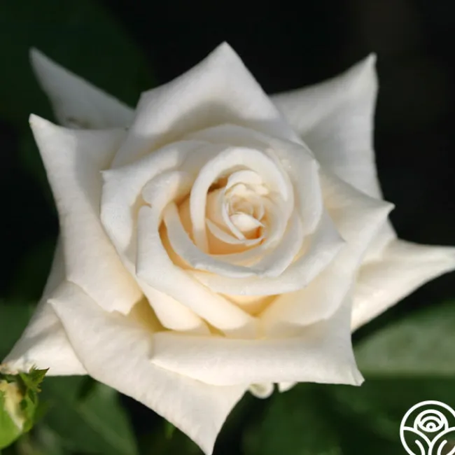 Champagne>Heirloom Roses Online