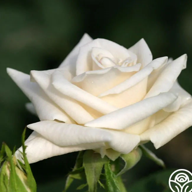 Champagne>Heirloom Roses Online
