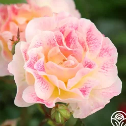 Champagne Cocktail>Heirloom Roses Hot