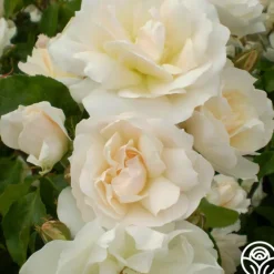 Champagne Wishes>Heirloom Roses Discount