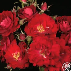 Champlain>Heirloom Roses Best