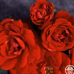 Champlain>Heirloom Roses Best