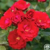 Cherry Frost™>Heirloom Roses Discount