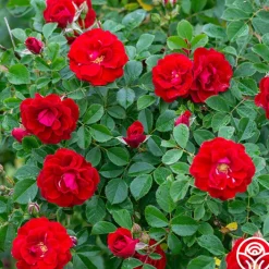 Cherry Frost™><noscript><img width=