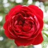 Cherry Garland™>Heirloom Roses Best