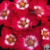 Cherry Meidiland®>Heirloom Roses Clearance
