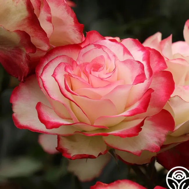 Cherry Parfait™>Heirloom Roses Online