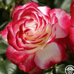Cherry Parfait™>Heirloom Roses Online