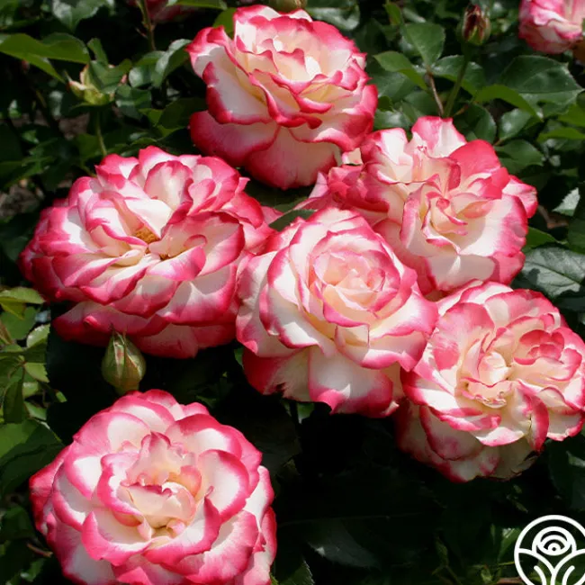 Cherry Parfait™>Heirloom Roses Online