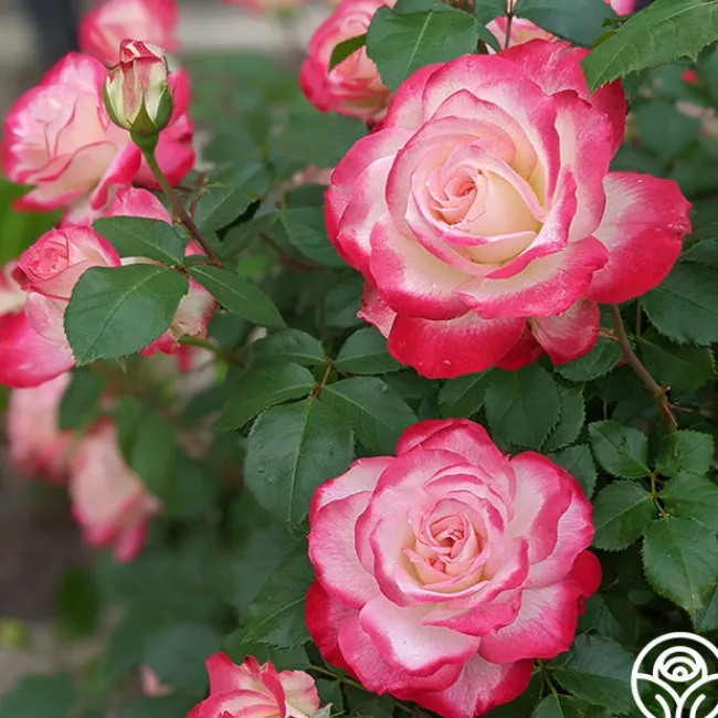 Cherry Parfait™>Heirloom Roses Online