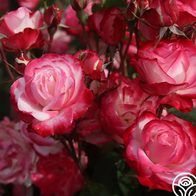 Cherry Parfait™>Heirloom Roses Online