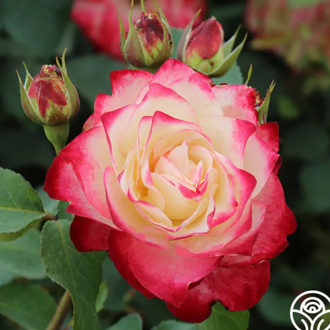 Cherry Parfait™>Heirloom Roses Online